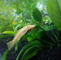 Ancistrus albino młode ok 5/6cm