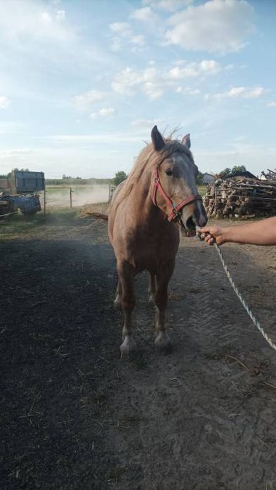 Sprzedam  lub zamienię 2 letnia klacz zazrebione pkz
