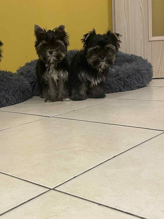 York Yorkshire Terrier suczka