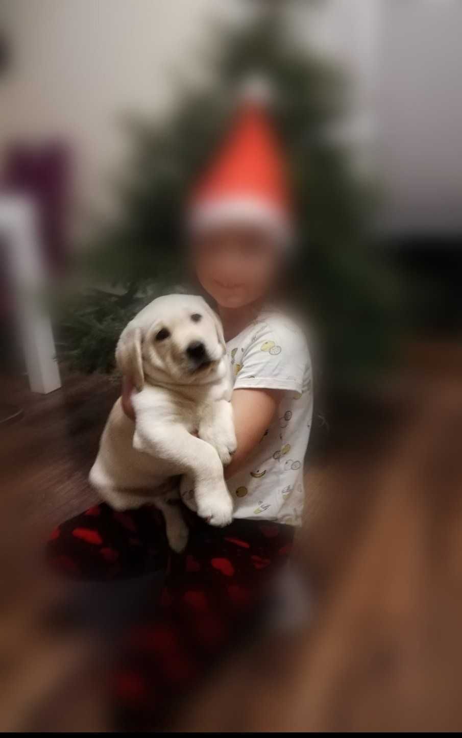 Labrador JUŻ SĄ domowo-rodzinny, RTG, genetyka
