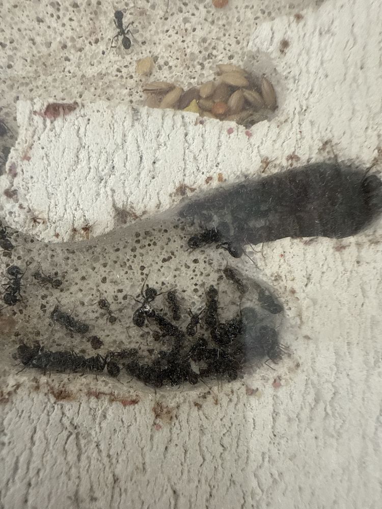 Mrówki messor barbarus wraz z formikarium
