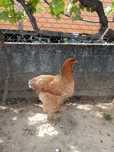 Galinhas Brahma fêmeas
