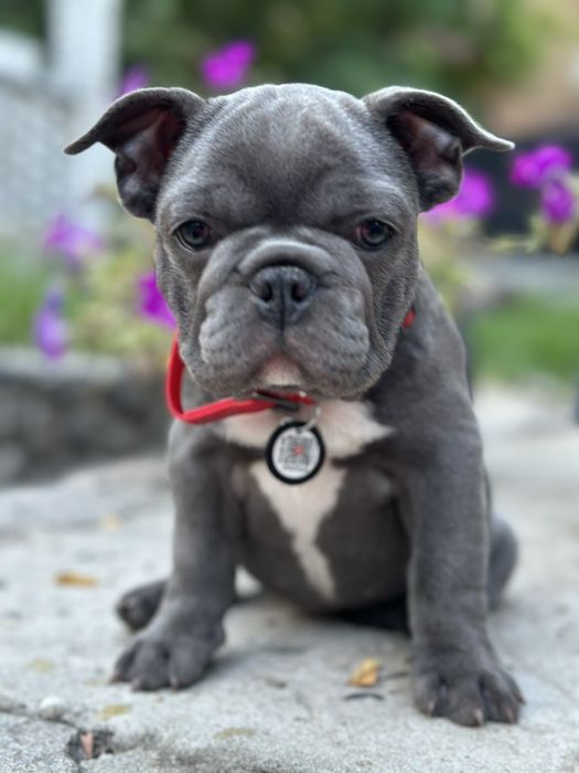 Щенки французского бульдога