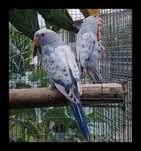 Casal de ring neck violeta malhado