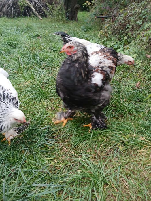 Koguty mix brahma i barnevelder