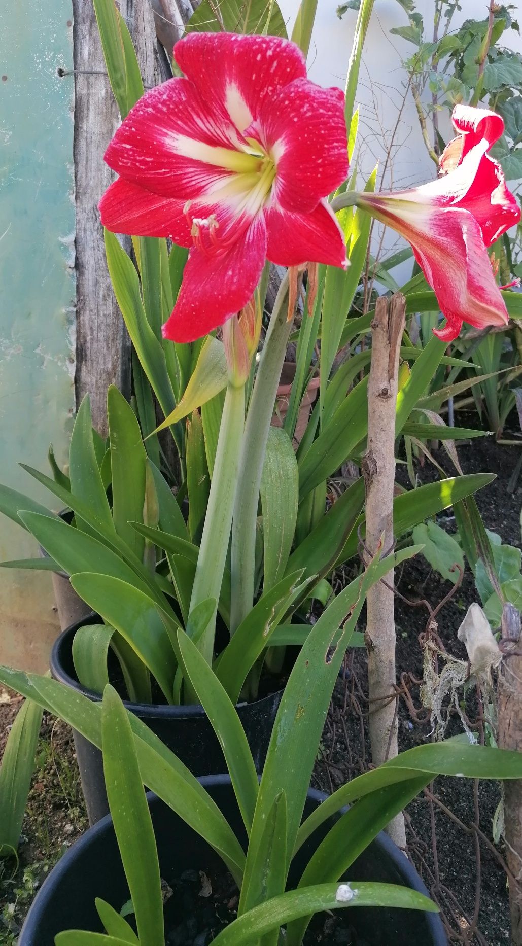 Vasos  plantas amaryllis