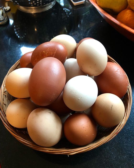 Ovos de galinha, produto rural.