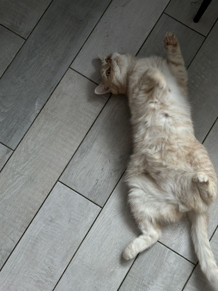 Котик и кошечка только в любящие ручки