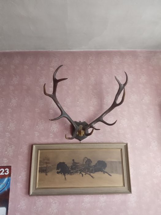 Poroże jelenia na tabliczce