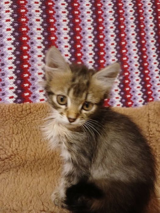 Кошенятко-хлопчик 1,5-2 місяці