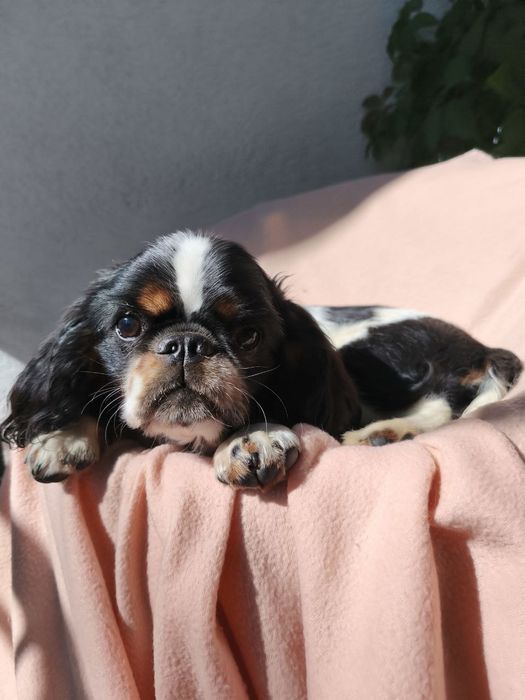 Чарльз кинг спаниель