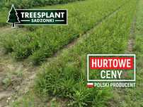 Świerk Pospolity sadzonki do 60 cm / srebrny jodła kaukaska choinki