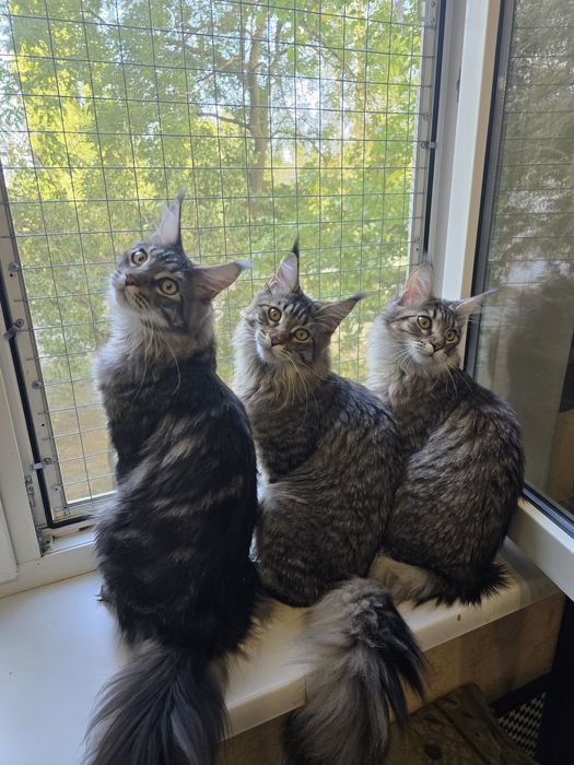 Котята.  Мейн Кун