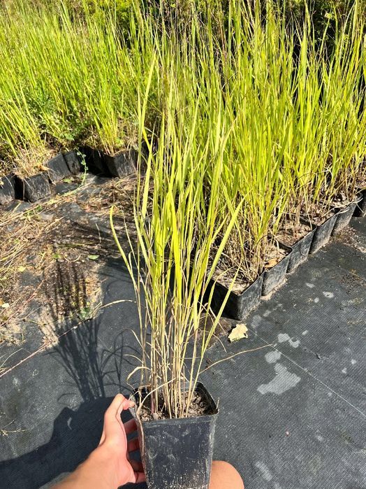 Proso rózgowate 'Hanse Herms' (Panicum virgatum)