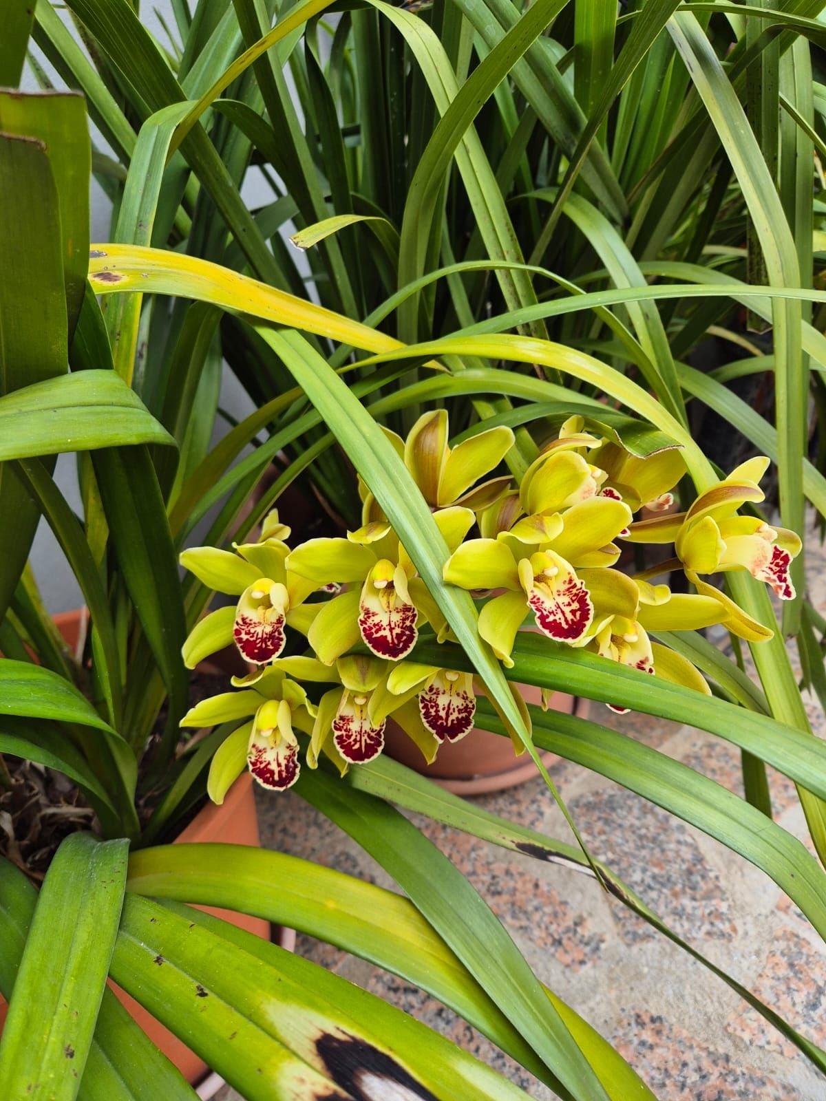 Orquídea amarelas