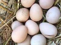 Ovos Galados de Galinha de Angola  (Fraca )