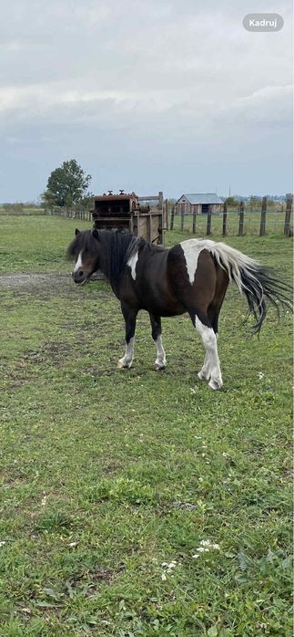 Kucyk Wiking Wałach