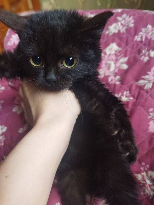 Пастка для мишей, мініобігрівач, антистрес- товариш