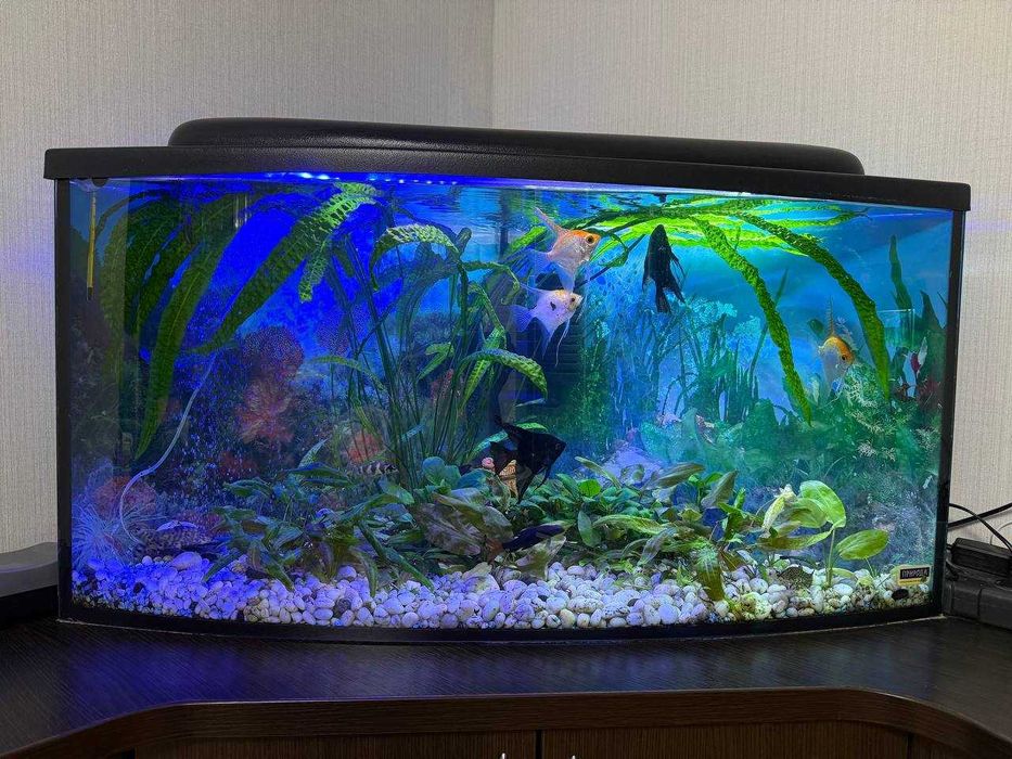 Продам 2 акваріума разом з тумбою