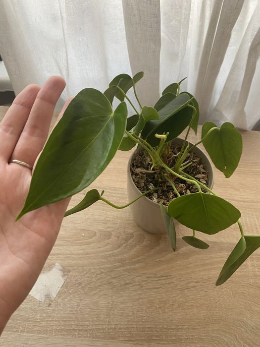 Рослини кімнатні (поліантовий жасмін, есхінантус, антуріум)