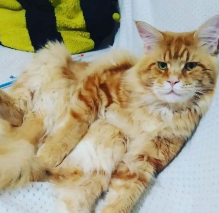 Клубный котик породы мейнкун ждёт девушек на свидание