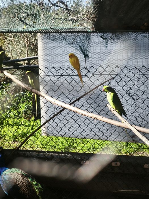 Lote de 3 casais Ring necks adultos