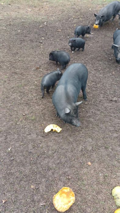 Продам В'ЄТНАМСЬКИХ поросят, тушки, м'ясо!