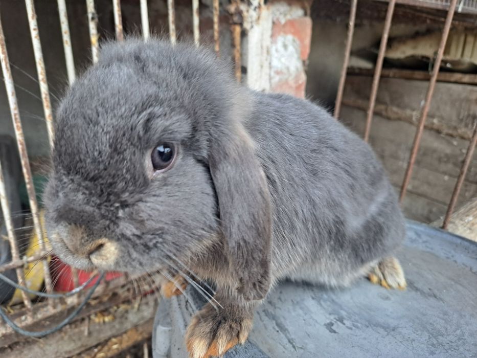 Baranek miniaturowy baranki miniaturki blikiem lop samiczka karzełek