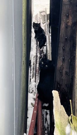 Kotki z Mrozowa szukają bardzo dobrego domku na całe życie!!!