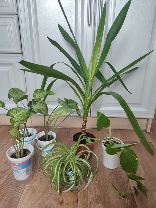 Продам кімнатні квіти