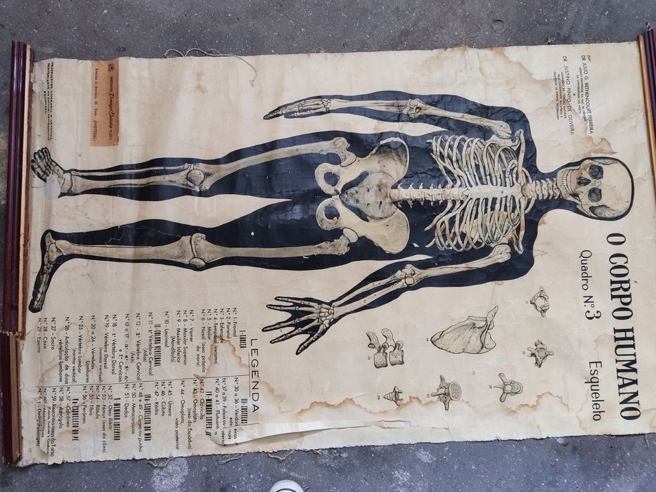 Cartaz escolar antigo do corpo humano