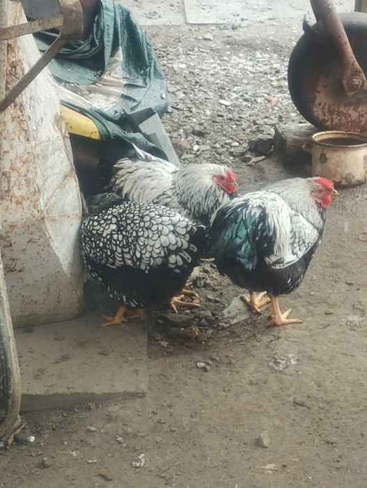 Kogut  z kwietnia.2025.