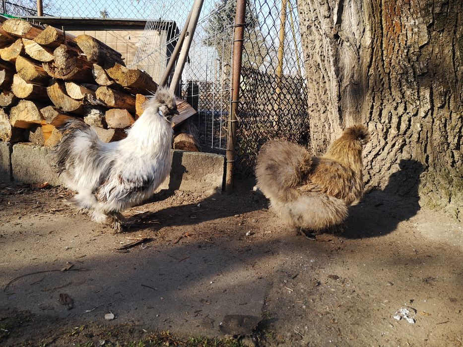 Silki, kury jedwabiste. Kogut