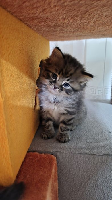 Маленькі котики шукають сім'ю