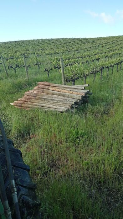 Paus tratados de várias medidas. Calibre 6/8 e 8/10