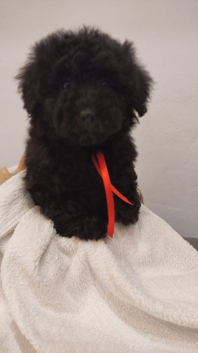 Maltipoo suczka Warszawa pudel maltańczyk pudel