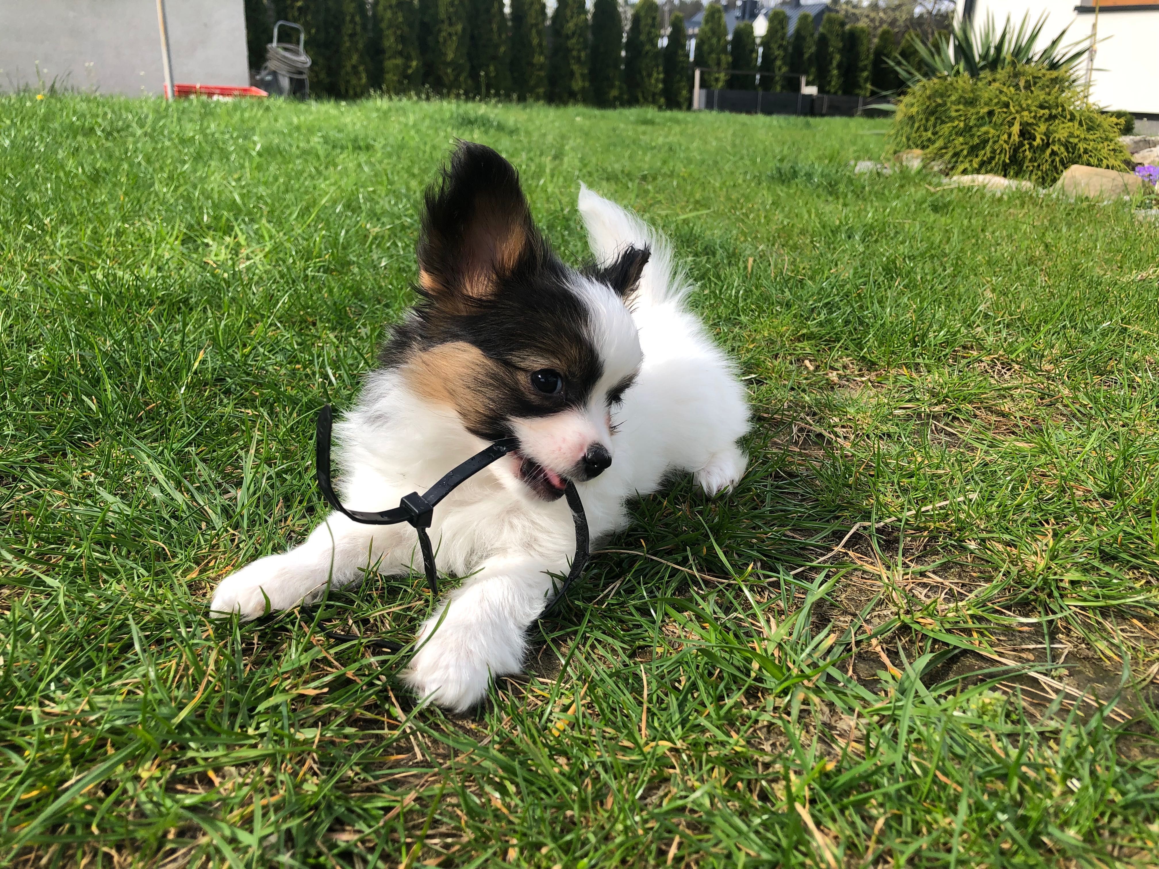 Papillon - spaniel kontynentalny - piesek tricolor