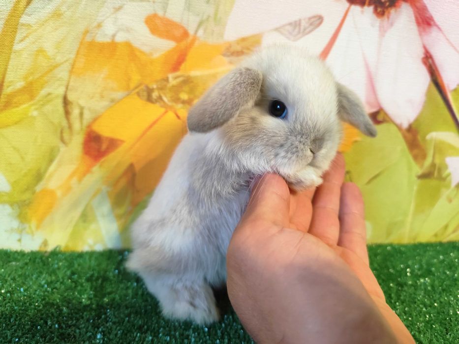 PIĘKNE Mini Lop królik miniaturka karzełek rex baranki teddy