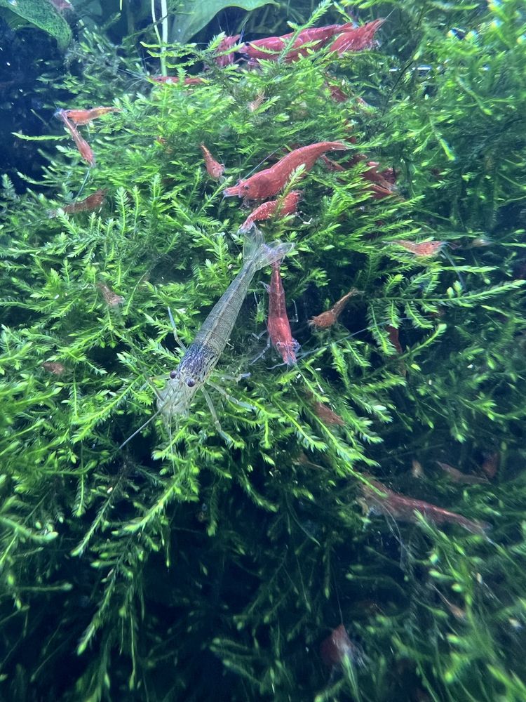 Mech Jawajski Java moss