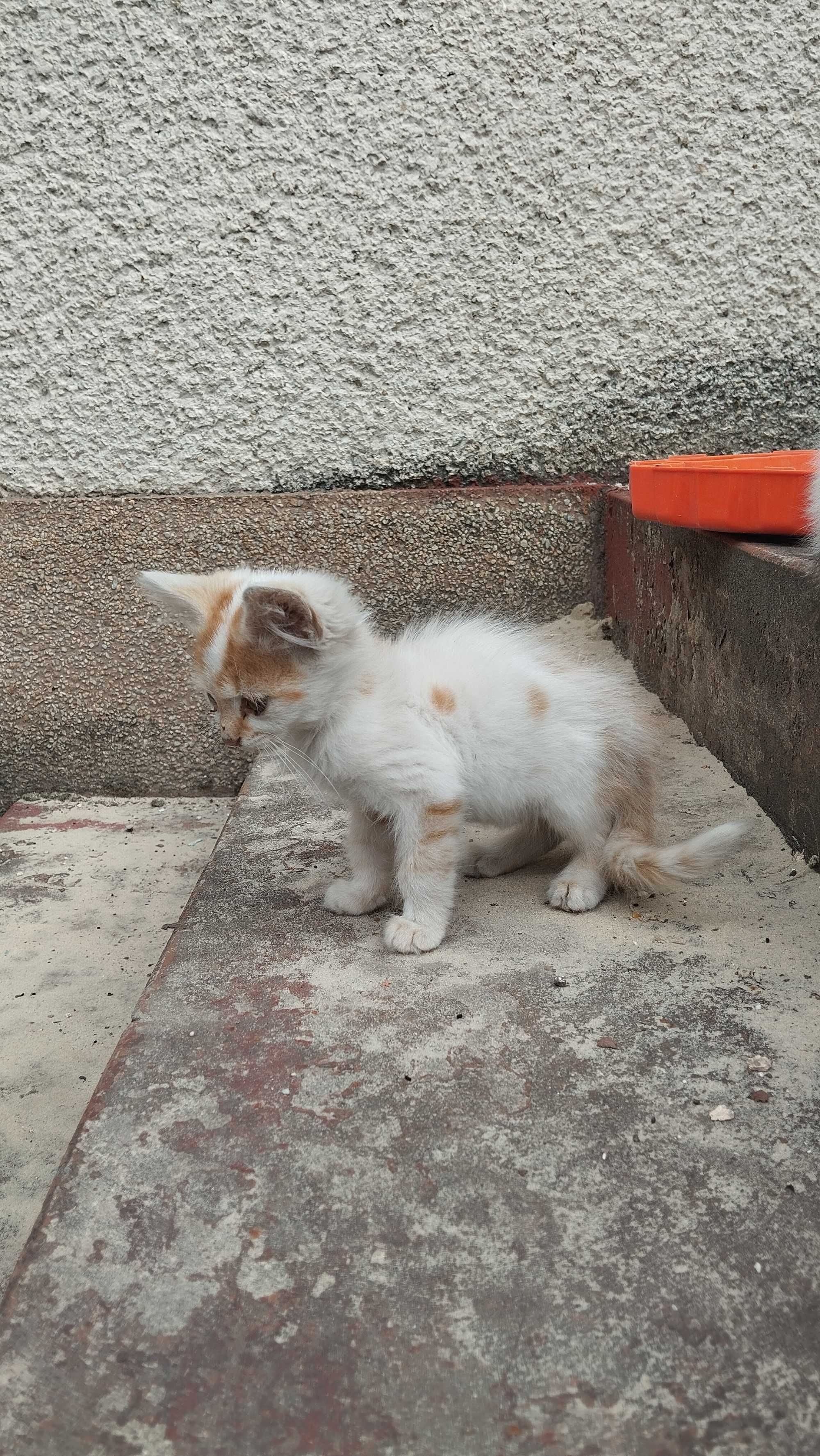 Віддам в добрі руки кошенят