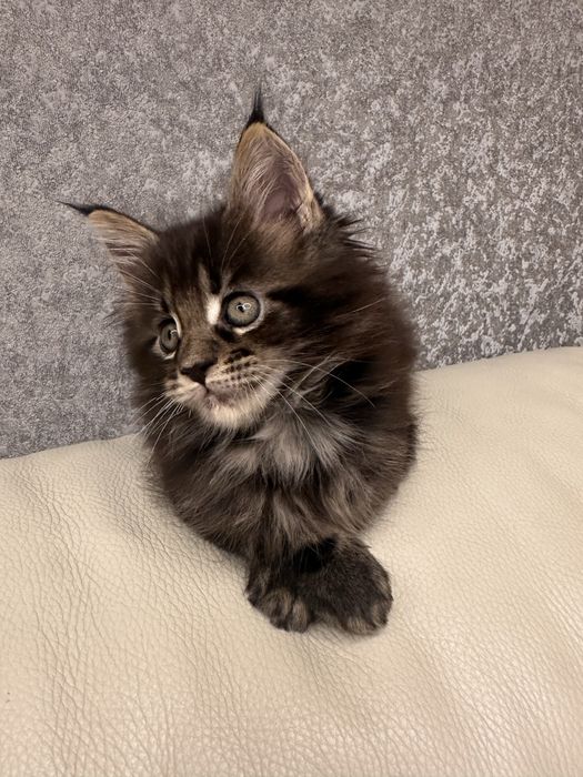 Котик хлопчик Мейн кун