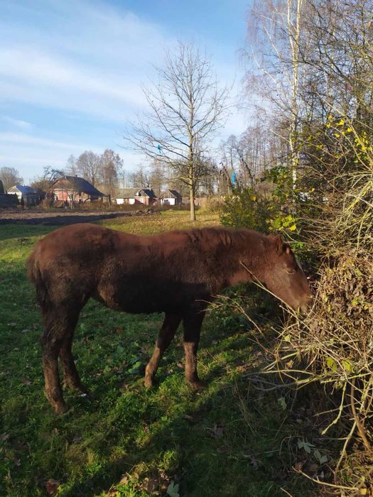 Продам лоша 8 місяців