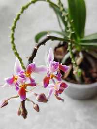 Продам орхидею фаленонсис.