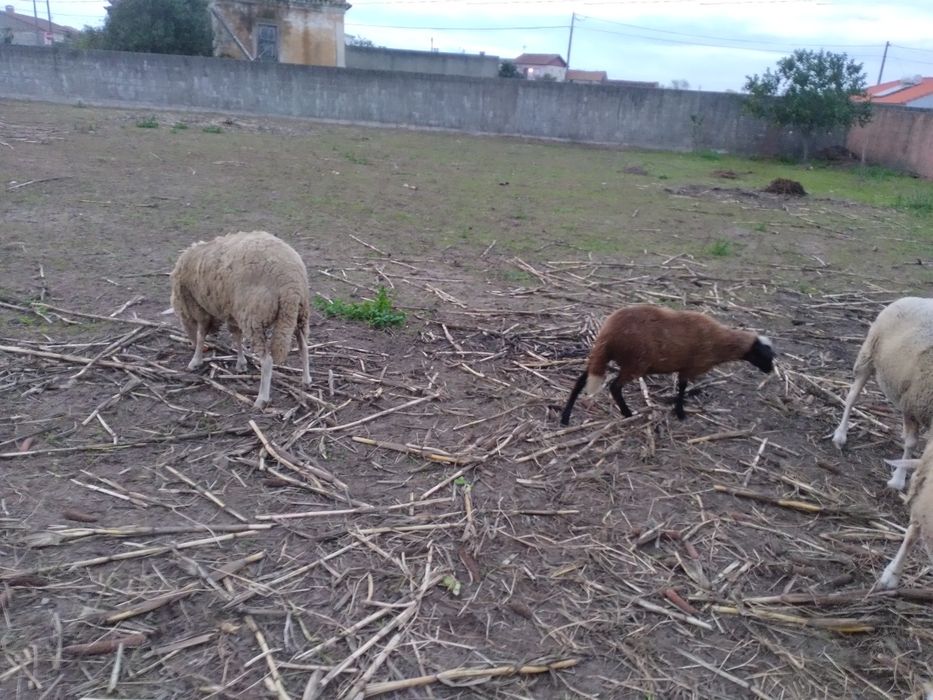 Ovelhas mãe e filha