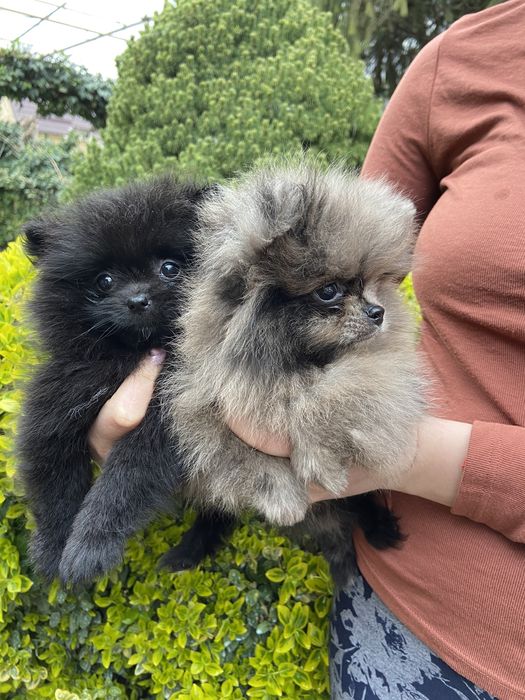 Малюки шпіца мерль