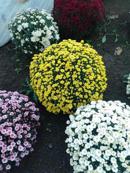 Chryzantemy drobnokwiatowe z możliwoscią transportu.Producent