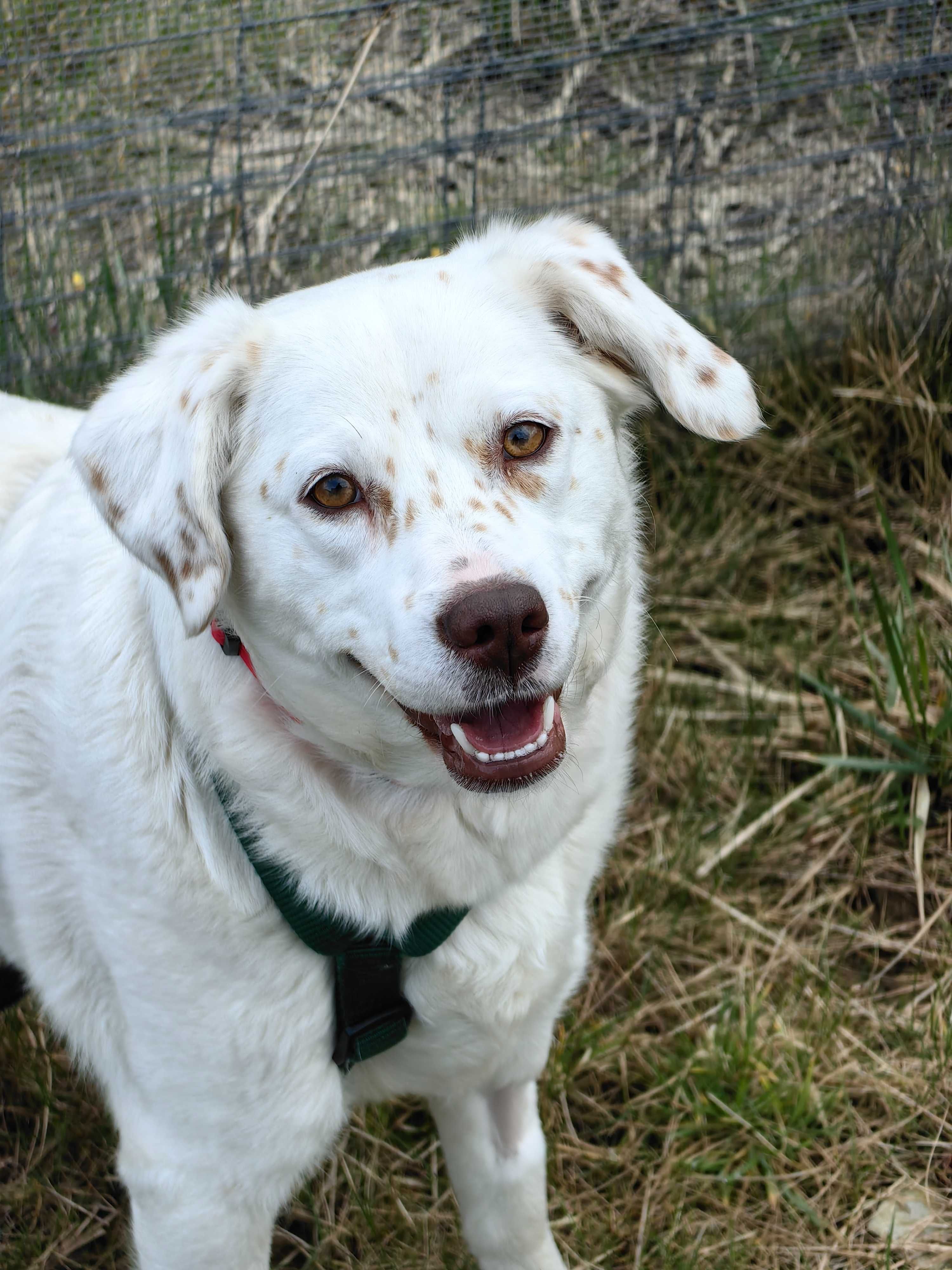 Scarlett - między dalmatyńczykiem a labradorem