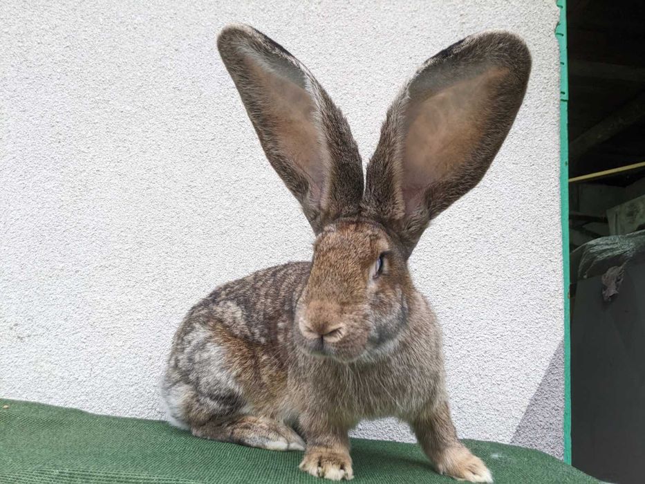 Самчик. Велетень 9 міс.