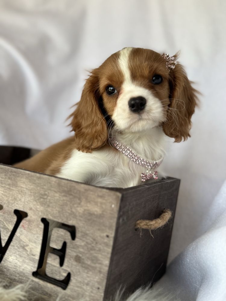Sunia blenheim- Cavalier King Charles Spaniel
