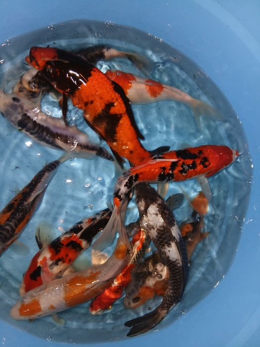 Carpas koi selecção premium